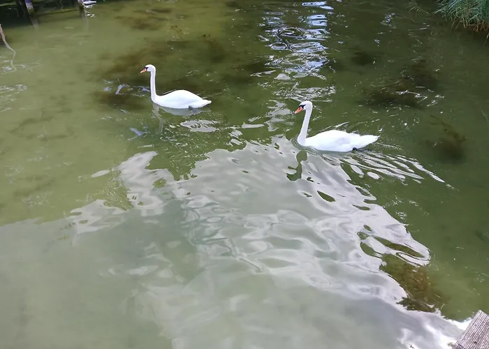 Koenig Arendsee (Altmarkkreis Salzwedel)